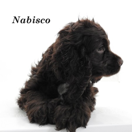 puppy, for, sale, Cocker Spaniel, Joe & Cherri  Overlease, dog, breeder, Miller, MO, dog-breeder, puppy-for-sale, forsale, nearby, find, puppyfind, locator, puppylocator, aca